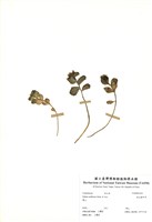 藏品(疏花佛甲草)的圖片